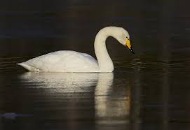 Attēlu rezultāti vaicājumam “Cygnus cygnus adult”