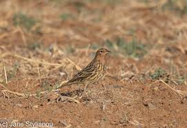 Image result for Anthus cervinus
