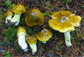 Attēlu rezultāti vaicājumam “Tricholoma flavovirens”