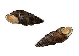 Attēlu rezultāti vaicājumam “Ena montana”