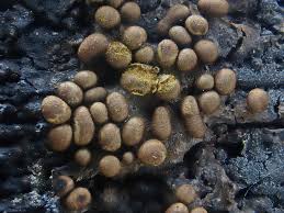 Attēlu rezultāti vaicājumam “Trichia contorta”