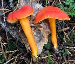 Attēlu rezultāti vaicājumam “Hygrocybe sp.”