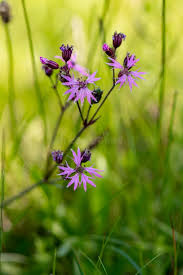 Attēlu rezultāti vaicājumam “Caryophyllaceae”