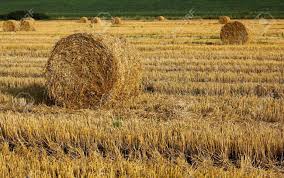 Image result for 붶