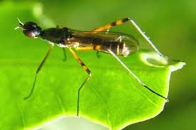 Attēlu rezultāti vaicājumam “Micropezidae”