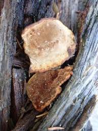 Attēlu rezultāti vaicājumam “Phellinus nigrolimitatus”