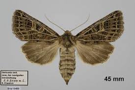 Attēlu rezultāti vaicājumam “Tholera decimalis”