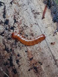 Attēlu rezultāti vaicājumam “Cucujus cinnaberinus larva”