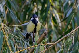 Attēlu rezultāti vaicājumam “Parus major male”