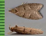 Attēlu rezultāti vaicājumam “Luquetia lobella”