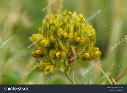 Attēlu rezultāti vaicājumam “Medicago x varia  flower”