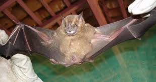 Attēlu rezultāti vaicājumam “Chiroptera”