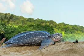 Image result for Dermochelys coriacea