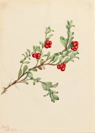 Attēlu rezultāti vaicājumam “Arctostaphylos uva-ursi fruit”