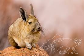 Image result for viscacha