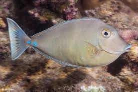 Image result for Naso unicornis