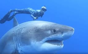 Image result for Deep Blue Diving