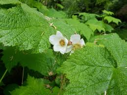 Attēlu rezultāti vaicājumam “Rubus parviflorus”