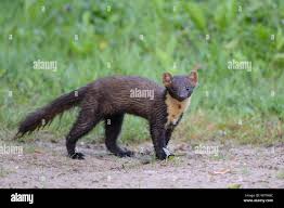 Attēlu rezultāti vaicājumam “Martes martes”