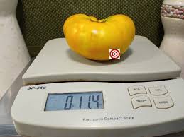 Afbeeldingsresultaat voor blushing yellow tomato