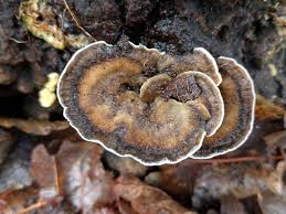 Attēlu rezultāti vaicājumam “Bjerkandera adusta”