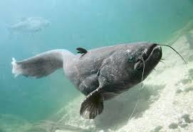 Image result for Silurus glanis