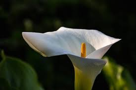 Attēlu rezultāti vaicājumam “Calla palustris flower”