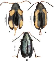 Attēlu rezultāti vaicājumam “Phyllotreta sp.”