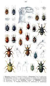 Attēlu rezultāti vaicājumam “Brachonyx pineti”