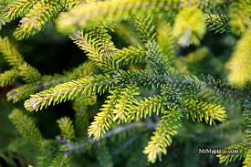 Attēlu rezultāti vaicājumam “Picea orientalis”