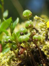 Attēlu rezultāti vaicājumam “Dicranella staphylina macro”