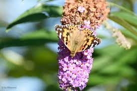 Attēlu rezultāti vaicājumam “Vanessa cardui upperside”