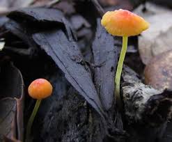 Attēlu rezultāti vaicājumam “Mycena acicula”