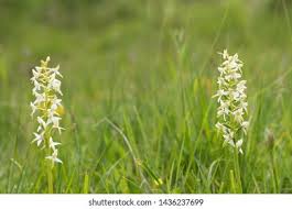 Attēlu rezultāti vaicājumam “Platanthera bifolia flower”