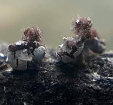 Attēlu rezultāti vaicājumam “Diderma hemisphaericum”