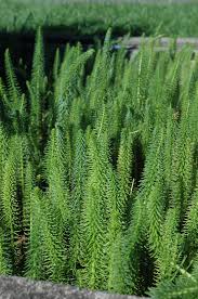 Attēlu rezultāti vaicājumam “Hippuris vulgaris leaf”