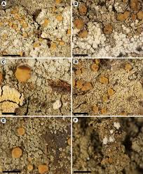 Attēlu rezultāti vaicājumam “Hertelidea botryosa”