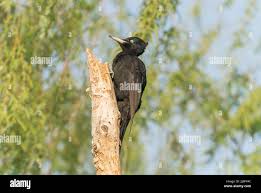 Attēlu rezultāti vaicājumam “Dryocopus martius adult”