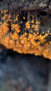 Attēlu rezultāti vaicājumam “Badhamia dubia macro”