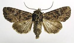 Attēlu rezultāti vaicājumam “Apamea epomidion”