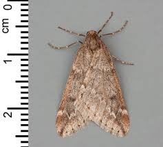 Attēlu rezultāti vaicājumam “Alsophila aescularia”