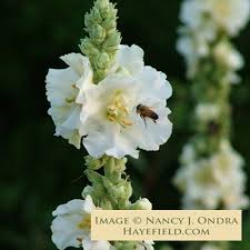 Attēlu rezultāti vaicājumam “Verbascum”