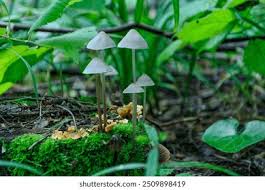 Attēlu rezultāti vaicājumam “Mycena filopes”