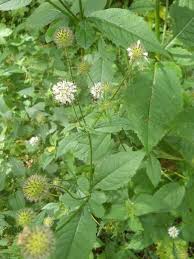 Image result for Dipsacus pilosus