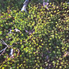 Attēlu rezultāti vaicājumam “Gymnostomum aeruginosum”