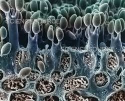 Attēlu rezultāti vaicājumam “Coprinus disseminatus”