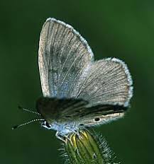 Attēlu rezultāti vaicājumam “Maculinea alcon female”