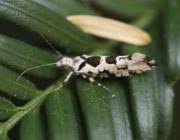 Attēlu rezultāti vaicājumam “Ypsolopha sequella”