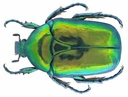 Attēlu rezultāti vaicājumam “Liocola lugubris”