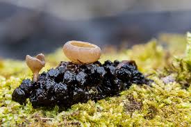 Attēlu rezultāti vaicājumam “Ciboria amentacea”